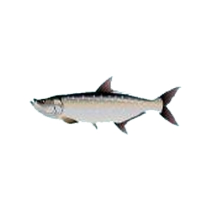 Silver Tarpon